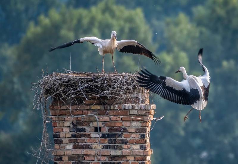 Expert Chimney Animal Removal in Carlisle, MA Professional Chimney Animal Removal Services in Carlisle, Massachusetts