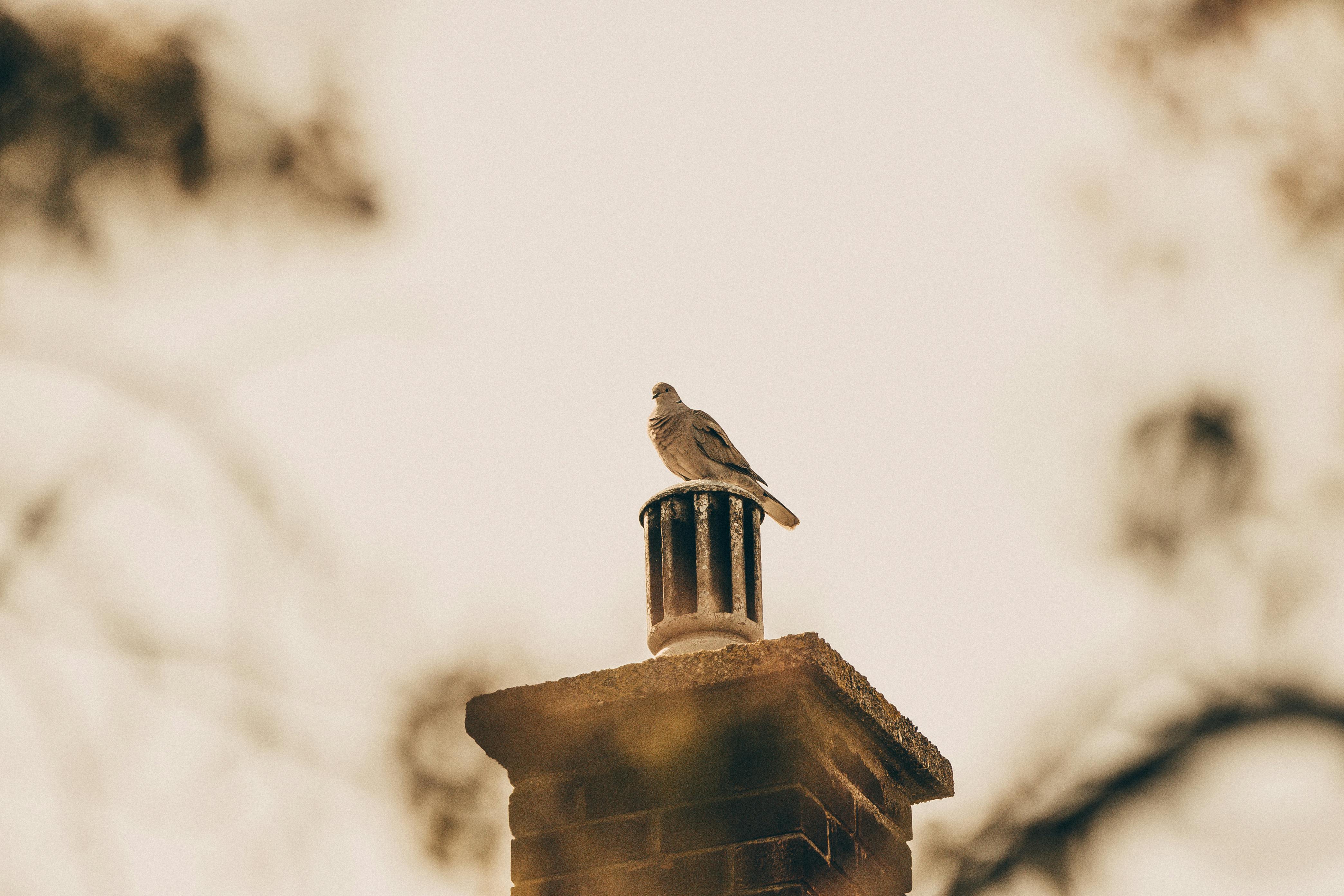 Professional Chimney Cap Installation Services in Carlisle, MA Expert Chimney Cap Installation in Carlisle, Massachusetts